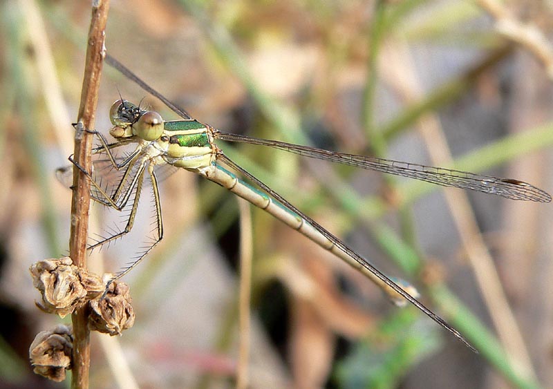 Qualche Lestes...e Chalcolestes